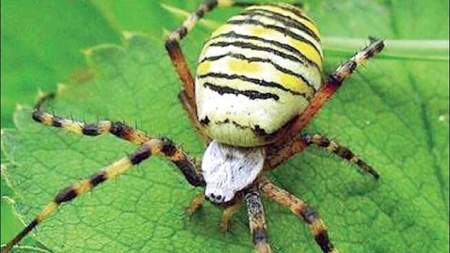 Jihomoravskou faunu v posledních letech rozšířil například křižák pruhovaný.