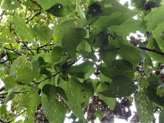 Celtis occidentalis