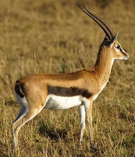 Gazelles - Wikiquote