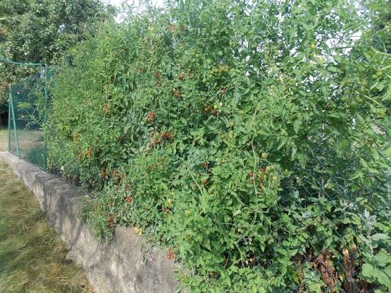 Rajče divoké Balení obsahuje 1000 semen