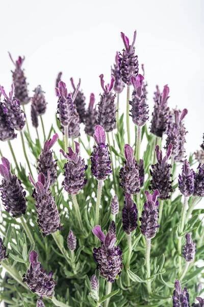 Levandule smilovitá, Lavandula stoechas Anouk, průměr květináče 15 cm-24857
