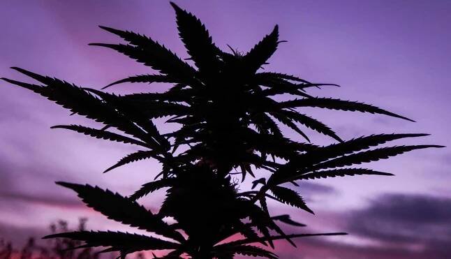 What THC-P Products Are There?