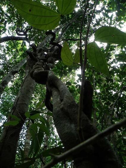 10 BEST ECUADOR AMAZON TOURS & LODGES