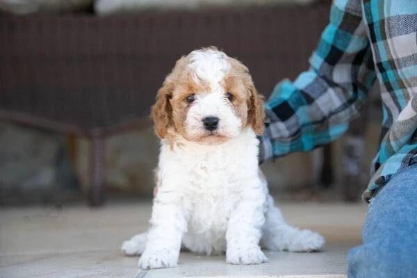 Upcoming and Available Cavapoochon Puppies — Giggle Tails