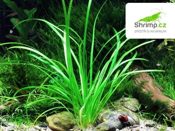 Sagittaria Subulata