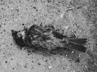 Video: Zachráněné ptáče se zdálo být mrtvé. Dojetí neodoláte - NeposlušnéTlapky