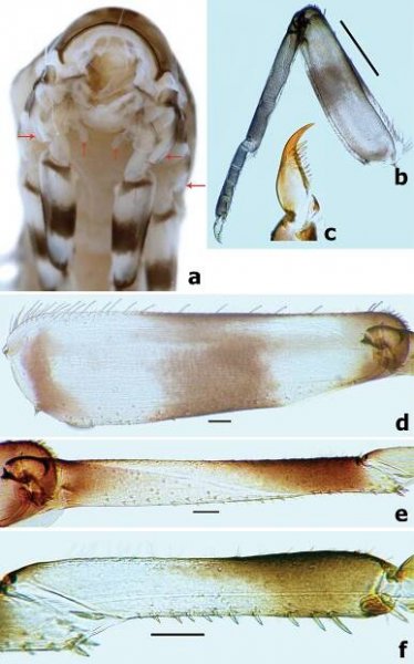 First contribution to the genera Branchiobaetis and Megabranchiella (Ephemeroptera, Baetidae) in China, with descriptions of two new species