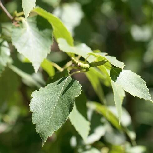 Bříza papírová Betula papyrifera Bílá kůra Sazenice v květináčích C2 Číslo pasu (část C) 20502/1/20