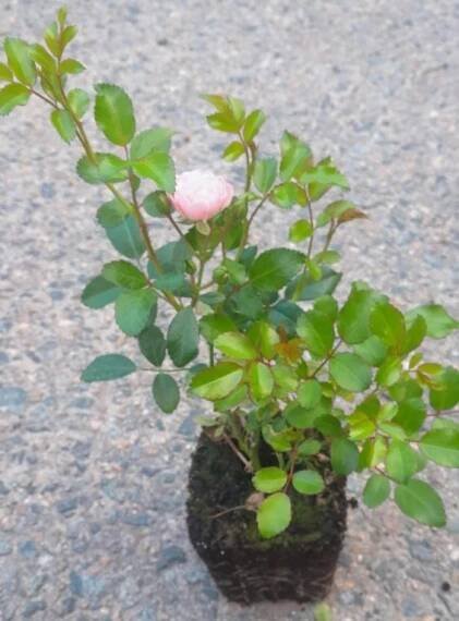 Rosa 'The Fairy' Růže 'The Fairy' Nelen pro zelen sazenice QP
