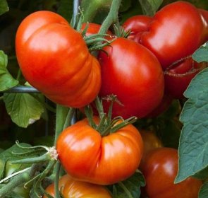 Jaké jsou nejsladší odrůdy rajčat, které jsou nejoblíbenější?