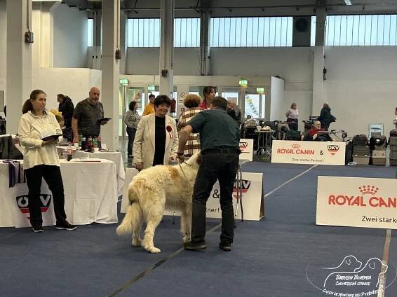 IHA WELS 2024 – CHRISTMAS TROPHY – 8.12. 2024 - BABYLON BOHEMIA