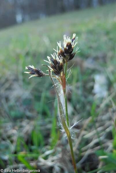 Luzula campestris agg. – okruh biky ladní