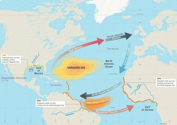 Sargasové moře - Atlaso.cz - portál plný informací