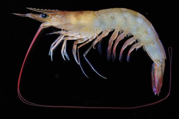 Metapenaeus monoceros