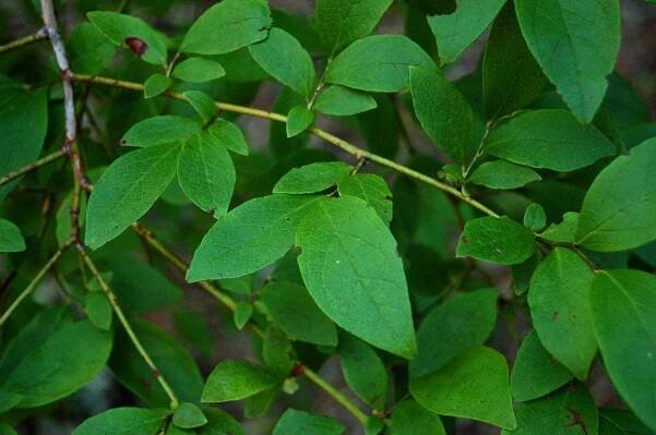 Vaccinium corymbosum - Wikimedia Commons