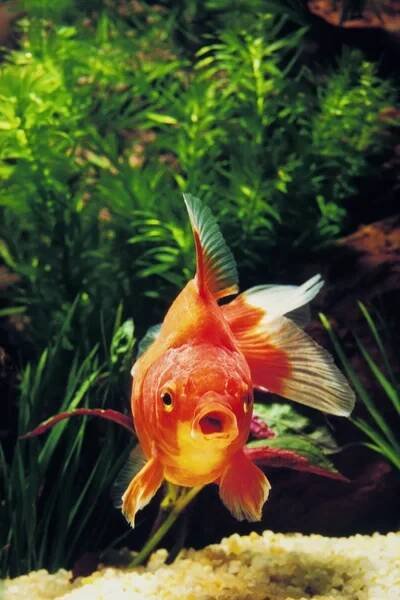 Poisson Rouge carassius auratus — Stock obrázek