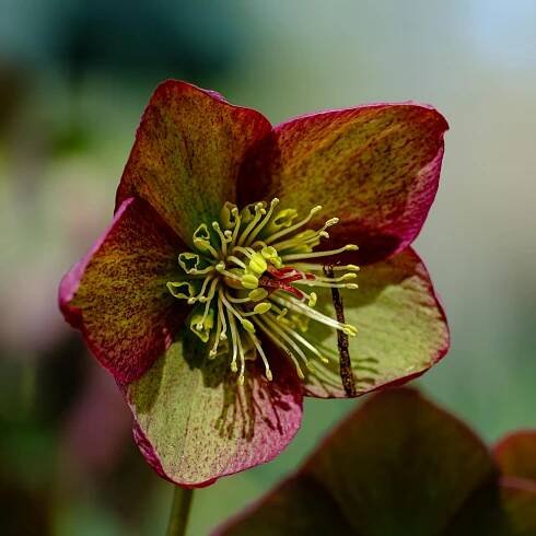 bezplatná Detailní makro živého květu čemeřice předvádějící své složité okvětní lístky a tyčinky. Základová fotografie