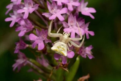 Růžový krabí pavouk Thomisus onustus — Stock obrázek