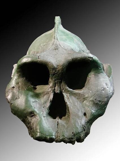 Paranthropus aethiopicus