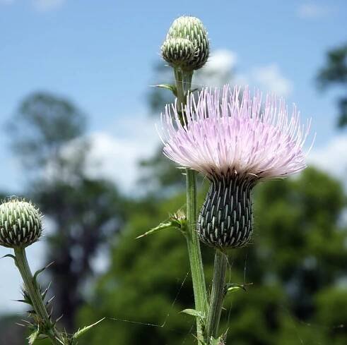 Milk Thistle Benefits: What Can the Herbal Remedy Do for You?