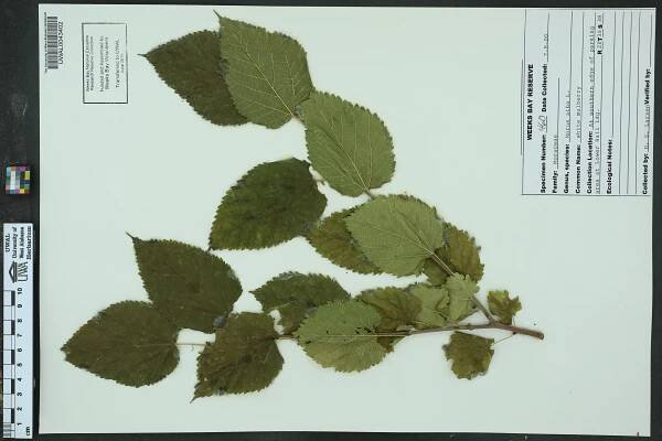 Morus alba - Species Page - APA: Alabama Plant Atlas 