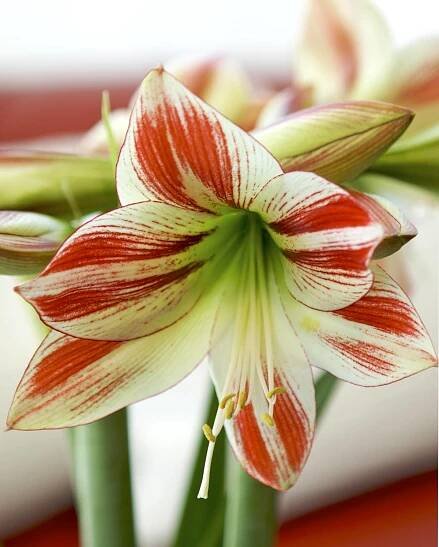 amaryillis care