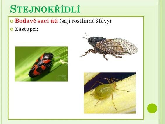 Vážky, Stejnokřídlí – Materiály pro žáky ZŠ
