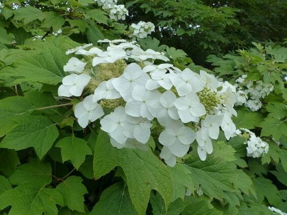 Hortenzie dubolisté (Hydrangea quercifolia)