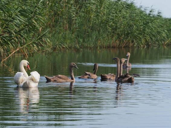 Fotogalerie • Delta Dunaje (Památka UNESCO) • Mapy.com