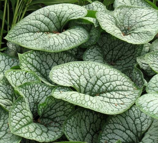 Brunnera velkolistá SEA HEART // MRAZUVZDORNÁ