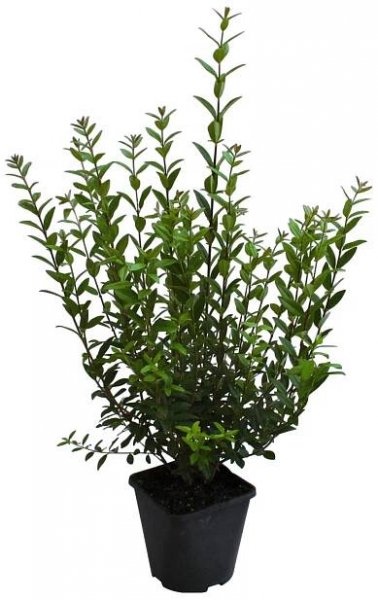 Ptačí zob Atrovirens výška 60 - 80 cm květináč cca 3 l