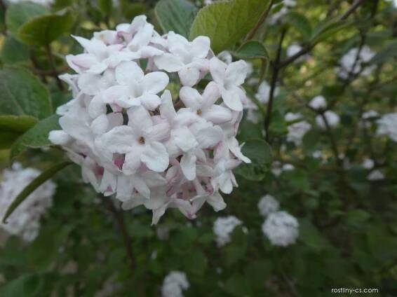 Kalina Carlesiova Aurora - větévka s květem (Viburnum carlesii)