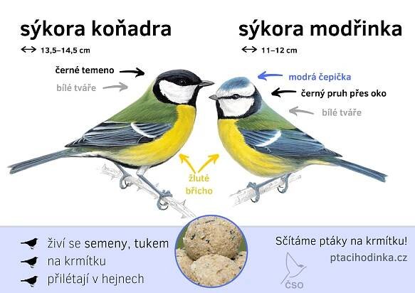 Určování ptáků - Ptačí hodinka