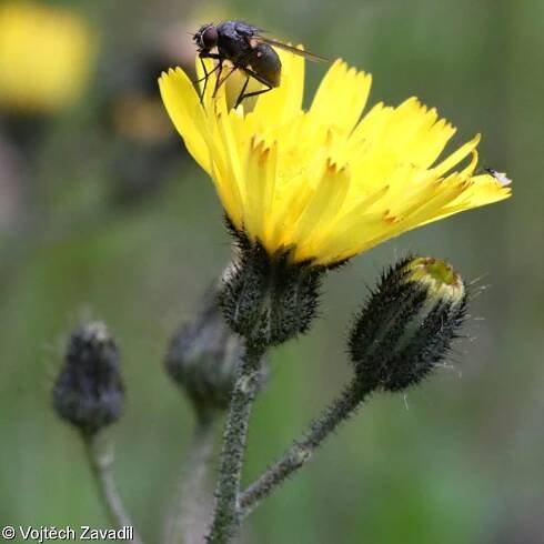 Pilosella iserana – chlupáček pojizerský