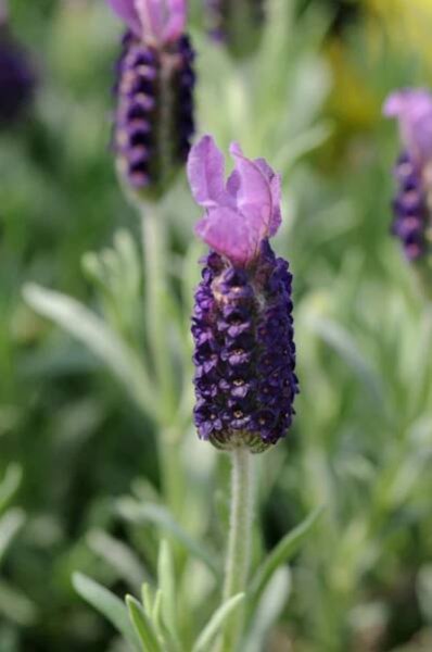 Lavender Pictures - National Garden Bureau