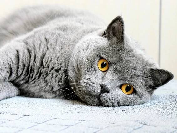 Cats mourn the loss of other pets, similar to human grief