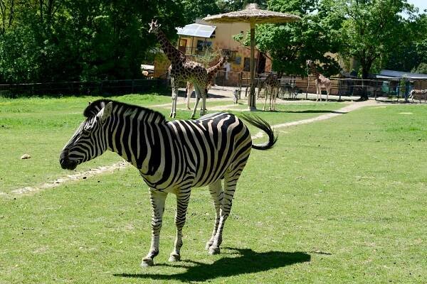 Index of /tiskove-zpravy-2024/TZ-30-2024-05-14-ZEBRA