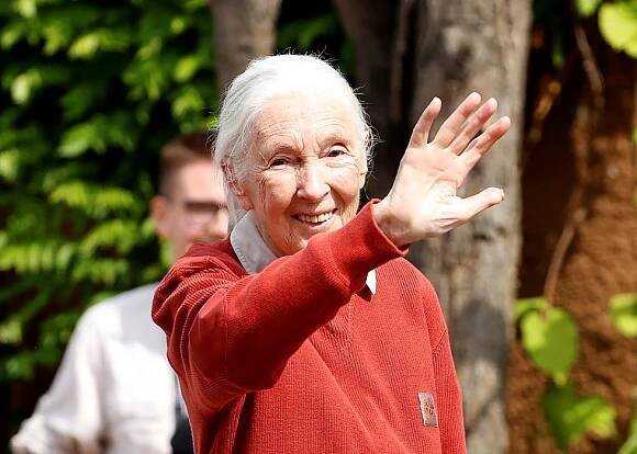 Hvězda křtin gorilí holčičky Jane Goodallová (90): Od žížal k životu mezi šimpanzi!
