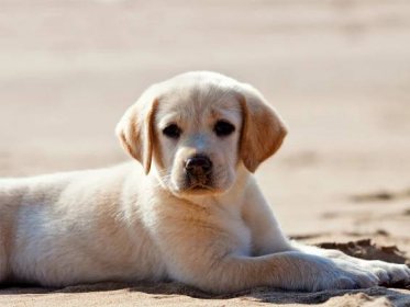 Labrador Puppy Enjoying Her First Ever Trip to the Beach Is Just 'Too Cute'