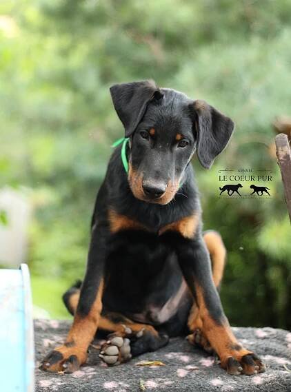 štěňátka k prodeji / puppies available | Le Coeur Pur – BEAUCERON & CONTINENTAL BULLDOG 
