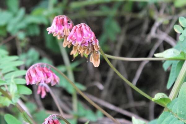 Green Gulch – GGNRA – Marin = Hike