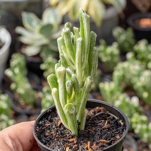 ETSY – Succulentasia 