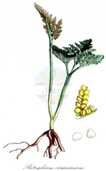 Botrychium virginianum - Ophioglossaceae,Plantae,Pteridobiotina,Polypodiophyta,Polypodiopsida,Ophioglossidae,Ophioglossales,Ophioglossaceae,Botrychioideae,Botrychium,Botrychium virginianum,Botrychium virginianum f. virginianum, Botrychium virginianum var. virginianum, Botrypus virginianus, Botrypus virginianus subsp. europaeus, Japanobotrychium virginianum, Osmunda virginiana, Osmundopteris virginiana,Virginische Mondraute;Virginischer Rautenfarn;Europäischer Rautenfarn;rattlesnake fern;common grapefern;botryche de virginie;virginian moonwort;Botryche de Virginie;Botrichio virginiano;гроздовник виргинский;stor låsbräken;stor månerude;virginsk månerude;podejżrzon wirginijski;natsu-no-hana-warabi;ナツノハナワラビ;virginijska mladomesečina;virginiai holdruta;гронянка віргінська;virgiina võtmehein;Virdžīnijas ķekarpaparde;stormarinøkkel;lehtonoidanlukko;virgininis varpenis;jué qí;蕨萁