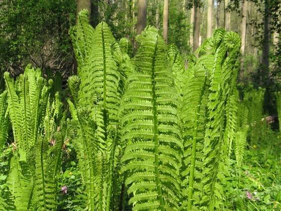 Matteuccia struthiopteris - pérovník pštrosí