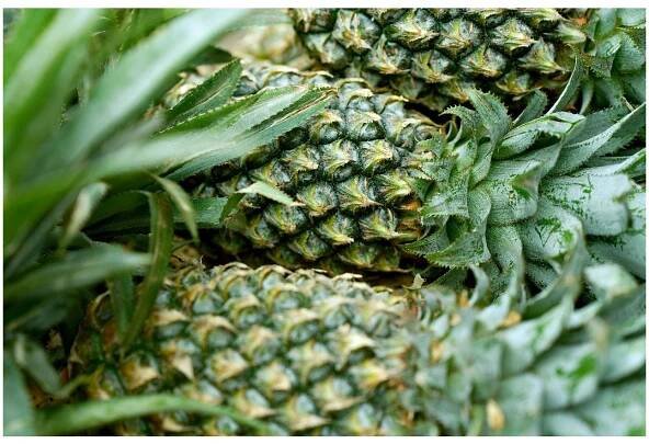 Alergie Na Ananas Vyrážka: Příznaky, Prevence A účinné řešení » KosmetikaProZdraví.cz