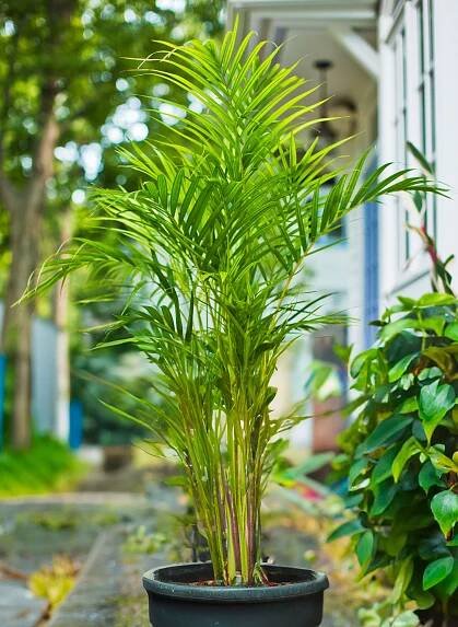 Kentia Palm