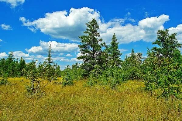 File:Spaulding Fen.jpg - Wikimedia Commons