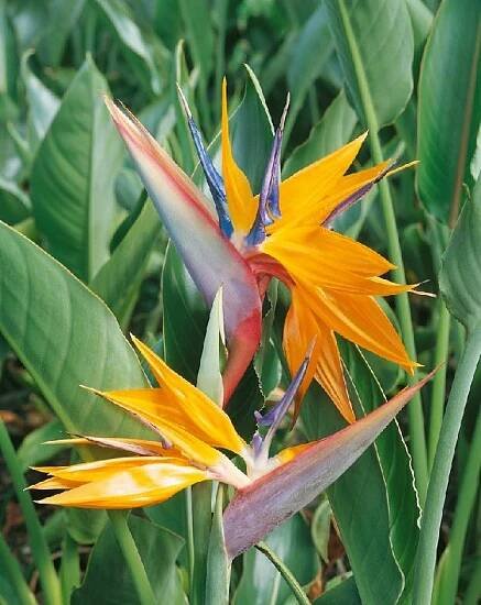 Strelitzia reginae , Strelície královská, bal. 5 sem.