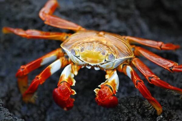 Galapágy bojují o přežití. Aktivisté je zachraňují soukromou rezervací
