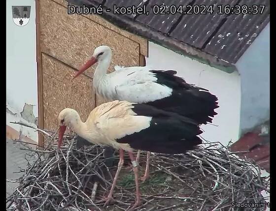 02.04.2024 16:38 hod. - Přílet čapího páru